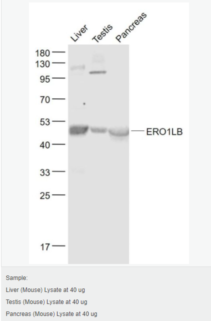 6051c034d4a6c.png image.png