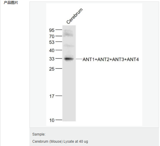 6058548826438.png image.png