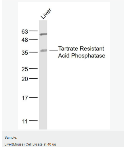 605acd2e070ca.png image.png