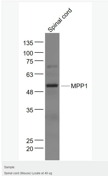 605c47a2ecd69.png image.png