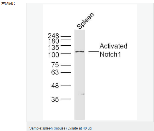 60616c16e4ca3.png image.png