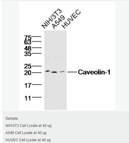 607641ffb3d87.png image.png